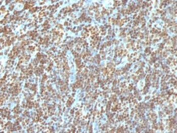 Double Stranded DNA (dsDNA)(AE-2), CF640R conjugate, 0.1mg/mL
