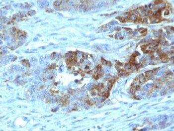 Blood Group H Type 2 (CD173)(19-OLE), 0.2mg/mL