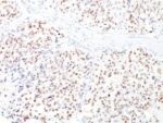 MiTF (Microphthalmia Transcription Factor)(D5 + MITF/915), CF488A conjugate, 0.1mg/mL