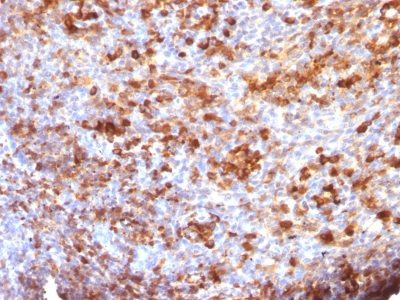 BNUB0952-0-1 BNUB0952 0 1- Immunomart