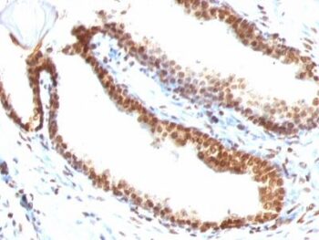 Double Stranded DNA (dsDNA)(DSD/958), CF640R conjugate, 0.1mg/mL
