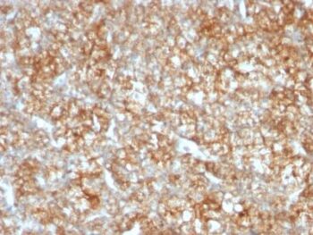 CD147(BSG/963), Biotin conjugate, 0.1mg/mL