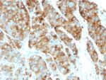 CD63(LAMP3/968), Biotin conjugate, 0.1mg/mL