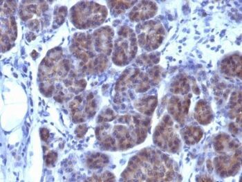 GLG1 (Golgi Complex)(GLG1/970), CF488A conjugate, 0.1mg/mL