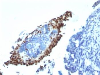 p21 / WAF1(HJ21), CF647 conjugate, 0.1mg/mL