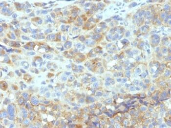 CD54(W-CAM-1; same as Wehi-CAM-1 or 1H4), CF488A conjugate, 0.1mg/mL
