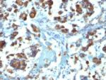 Mucin 3(M3.1), CF568 conjugate, 0.1mg/mL