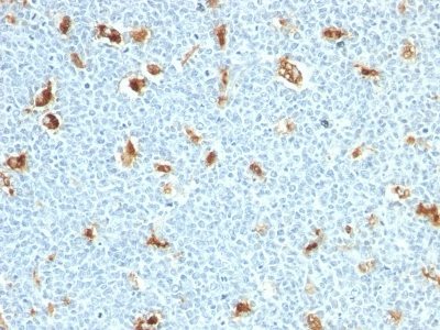 BNUB1011-0-1 BNUB1011 0 1- Immunomart
