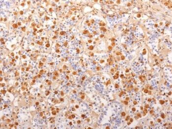 ACTH (Adrenocorticotrophic Hormone)(2F6), CF405S conjugate, 0.1mg/mL