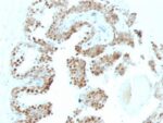 p57 / KIP2(KP10 + KIP2/880), CF640R conjugate, 0.1mg/mL