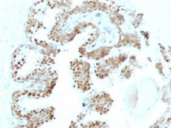 p57 / KIP2(KP10 + KIP2/880), CF640R conjugate, 0.1mg/mL
