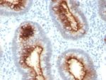 CD66 (CEA)(C66/1030), CF488A conjugate, 0.1mg/mL 1 BNUB1030-0-1