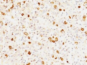 FSH beta(FSHb/1062), CF488A conjugate, 0.1mg/mL