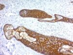 Cytokeratin, HMW(KRTH/1076), CF640R conjugate, 0.1mg/mL