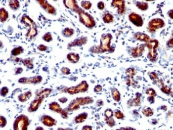 pS2(TFF1/1091), CF740 conjugate, 0.1mg/mL