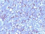 CD43(SPN/1094), CF405S conjugate, 0.1mg/mL 1 BNUB1094-0-1