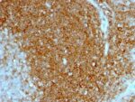 CD44 Standard(HCAM/1097), CF647 conjugate, 0.1mg/mL 1 BNUB1097-0-1