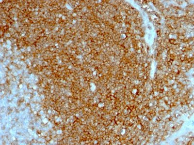 BNUB1097-0-1 BNUB1097 0 1- Immunomart