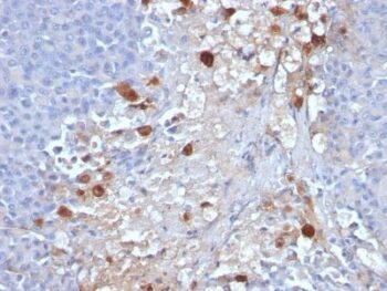 MCAM / MUC18 / Mucin 18 / CD146(MCAM/1101), CF740 conjugate, 0.1mg/mL