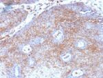 Beta-2-Microglobulin (B2M)(B2M/1118), CF594 conjugate, 0.1mg/mL