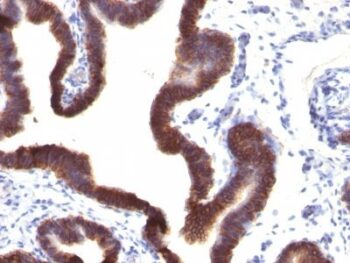 Ep-CAM / CD326(EGP40/1120), CF568 conjugate, 0.1mg/mL