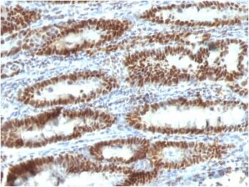 TOX3(TOX3/1123), CF405S conjugate, 0.1mg/mL