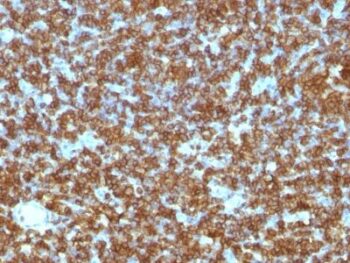 CD45RA(PTPRC/1131), CF568 conjugate, 0.1mg/mL