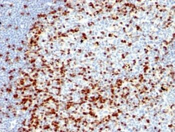 ZAP70(ZAP70/528 + 2F3.2), CF647 conjugate, 0.1mg/mL