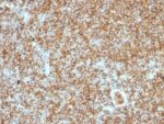 CD45RB(PTPRC/1147), CF488A conjugate, 0.1mg/mL