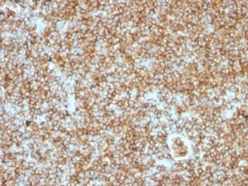 CD45RB(PTPRC/1147), CF488A conjugate, 0.1mg/mL