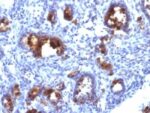 Mucin 3(MUC3/1154), CF740 conjugate, 0.1mg/mL