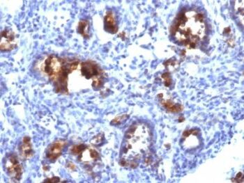 Mucin 3(MUC3/1154), CF740 conjugate, 0.1mg/mL