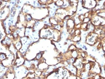 CD34(HPCA1/1171), 0.2mg/mL