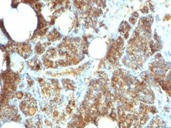 PTH / Parathyroid Hormone (N-Terminal)(PTH/1173), CF647 conjugate, 0.1mg/mL