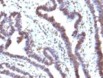 EMI1(EMI1/1176), CF568 conjugate, 0.1mg/mL
