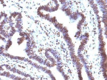 EMI1(EMI1/1176), CF568 conjugate, 0.1mg/mL