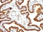 SUMO-1(SUMO1/1188), CF488A conjugate, 0.1mg/mL