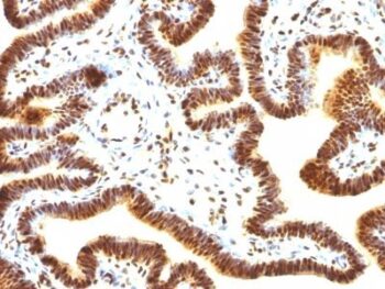 SUMO-1(SUMO1/1188), CF488A conjugate, 0.1mg/mL