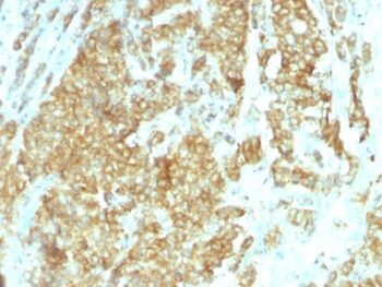 Glucose Regulated Protein 94 (GRP94)(HSP90B1/1192), CF647 conjugate, 0.1mg/mL