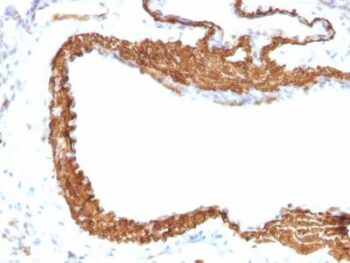 Smooth Muscle Actin(ACTA2/791 +1A4), CF405S conjugate, 0.1mg/mL
