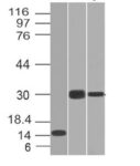CELA3B(CELA3B/1218), 1mg/mL