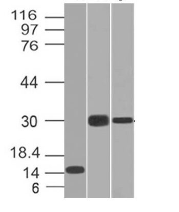 CELA3B(CELA3B/1218), 1mg/mL