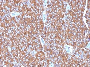 Chromogranin A(LK2H10 + PHE5 + CGA414), CF405S conjugate, 0.1mg/mL