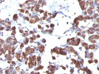 BNUB1227-0-1 BNUB1227 0 1- Immunomart