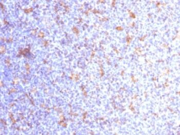 CD11c (Dendritic Cell Marker) (ITGAX/1284), 1mg/mL