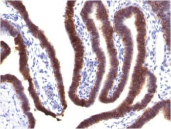Ep-CAM / CD326 (Extracellular Domain) (Epithelial Marker) (EGP40/1373), CF405S conjugate, 0.1mg/mL