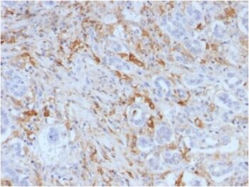 Ferritin, Light Chain (FTL) (Microglia Marker) (FTL/1388), CF647 conjugate, 0.1mg/mL