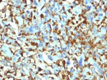 Factor XIIIa (Coagulation Factor XIIIA Chain) (F13A1/1448), CF568 conjugate, 0.1mg/mL