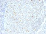Bcl-6 (Follicular Lymphoma Marker) (BCL6/1526), CF488A conjugate, 0.1mg/mL