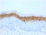 Filaggrin (Keratinocyte Differentiation Marker) (FLG/1561), CF488A conjugate, 0.1mg/mL